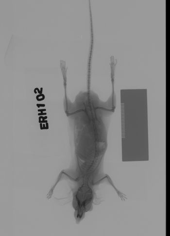 Media type: image;   Mammalogy 69540 Description: Xray of mouse.;